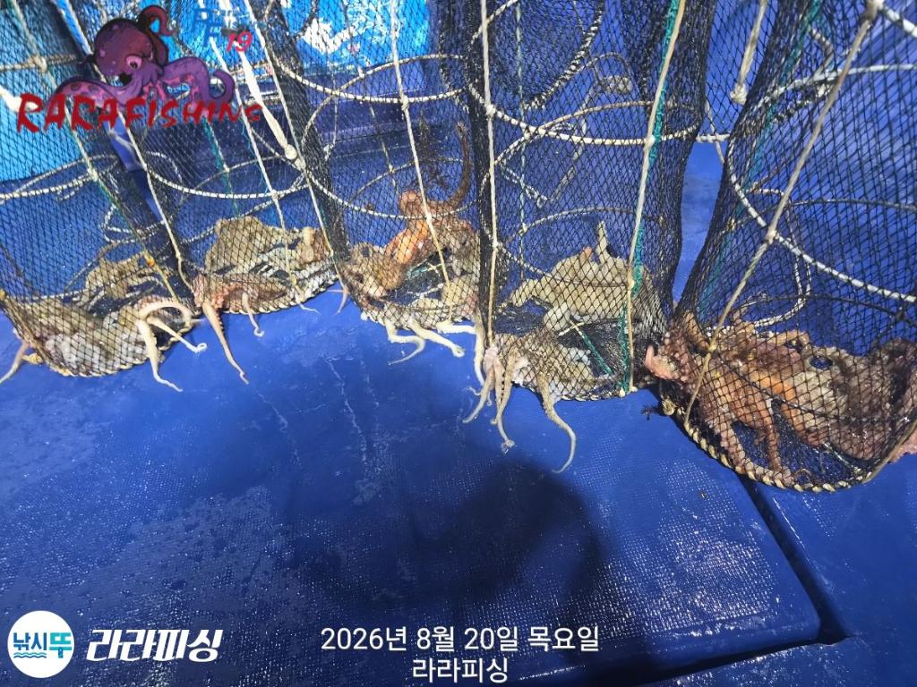 낚시뚜,돌문어,속천항(진해),라라피싱,낚시뚜8