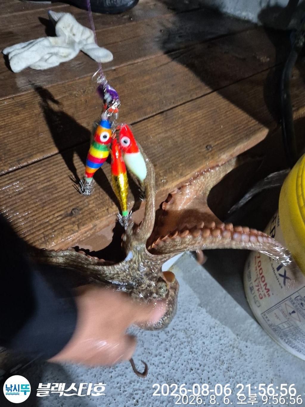 낚시뚜,돌문어,삼천포 팔포항,삼천포 블랙스타,낚시뚜3