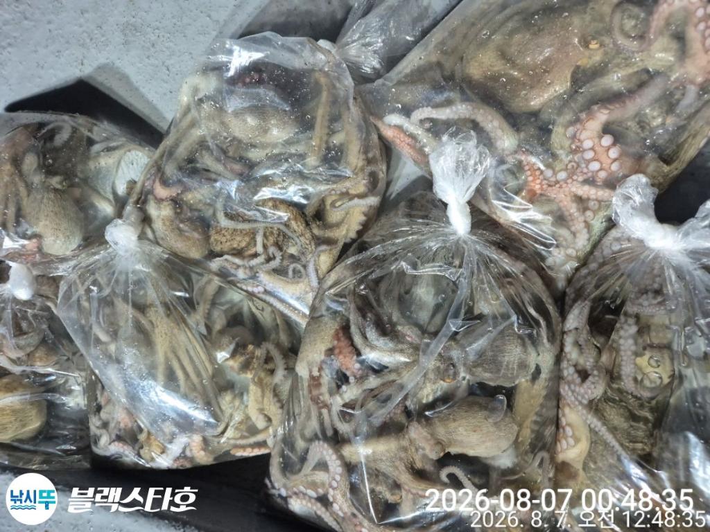 낚시뚜,돌문어,삼천포 팔포항,삼천포 블랙스타,낚시뚜1