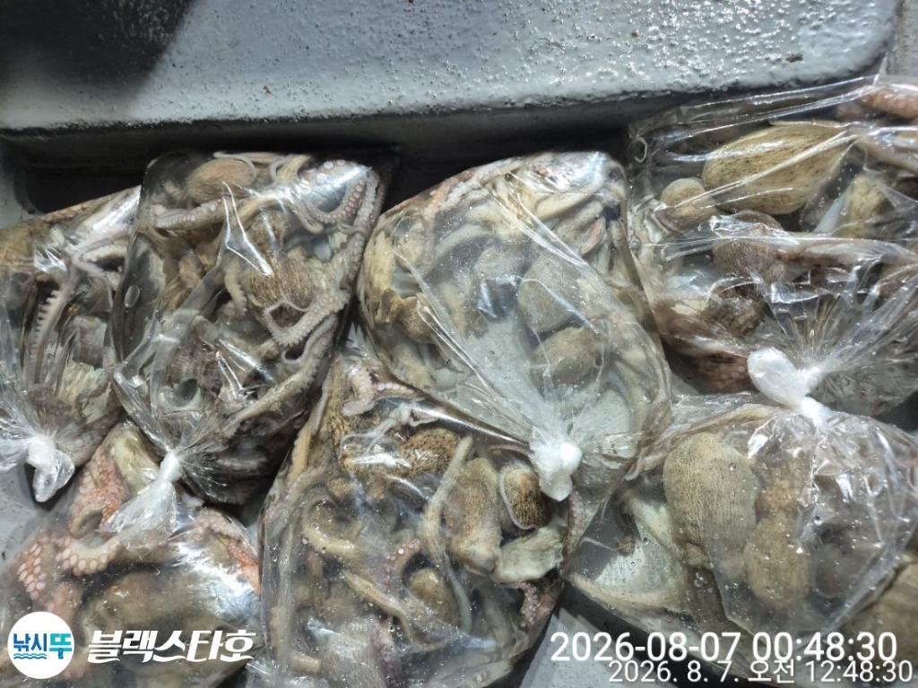 낚시뚜,돌문어,삼천포 팔포항,삼천포 블랙스타,낚시뚜0