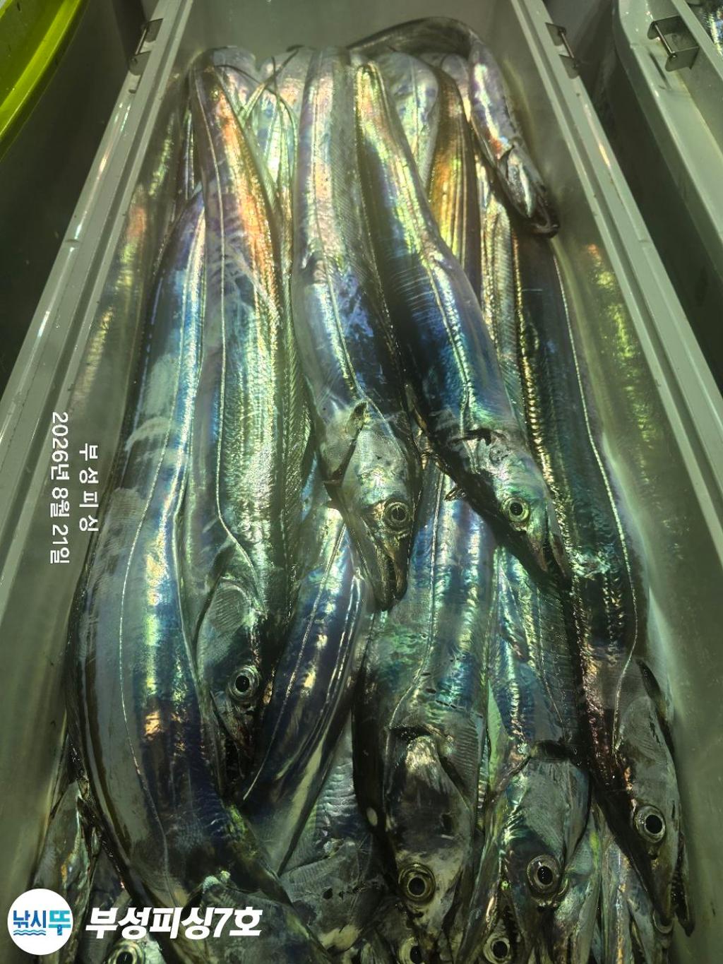 낚시뚜,갈치,통영영운리항,부성피싱7호,낚시뚜36