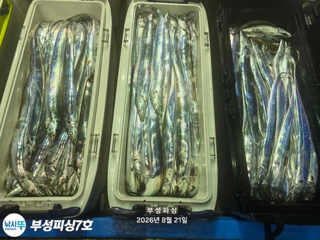 낚시뚜,갈치,통영영운리항,부성피싱7호,낚시뚜33