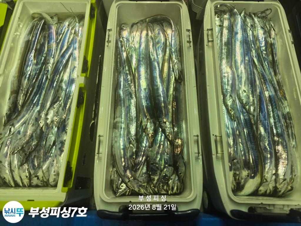 낚시뚜,갈치,통영영운리항,부성피싱7호,낚시뚜32