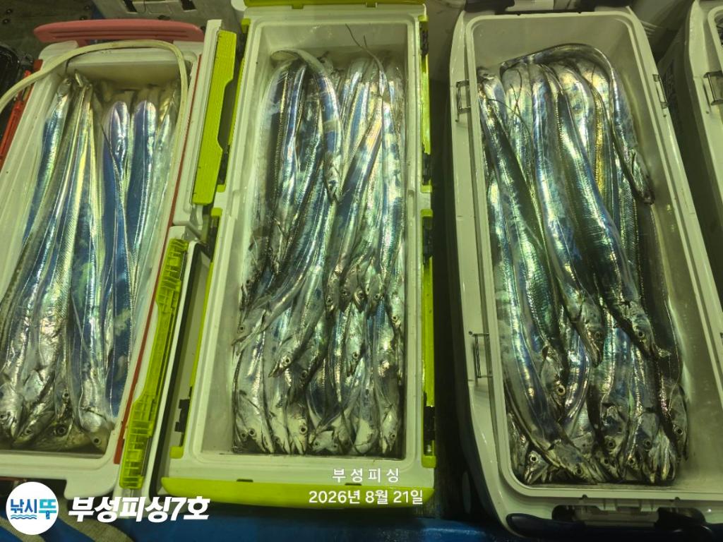 낚시뚜,갈치,통영영운리항,부성피싱7호,낚시뚜31