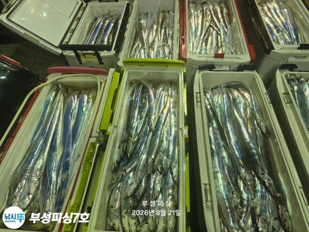 낚시뚜,갈치,통영영운리항,부성피싱7호,낚시뚜30