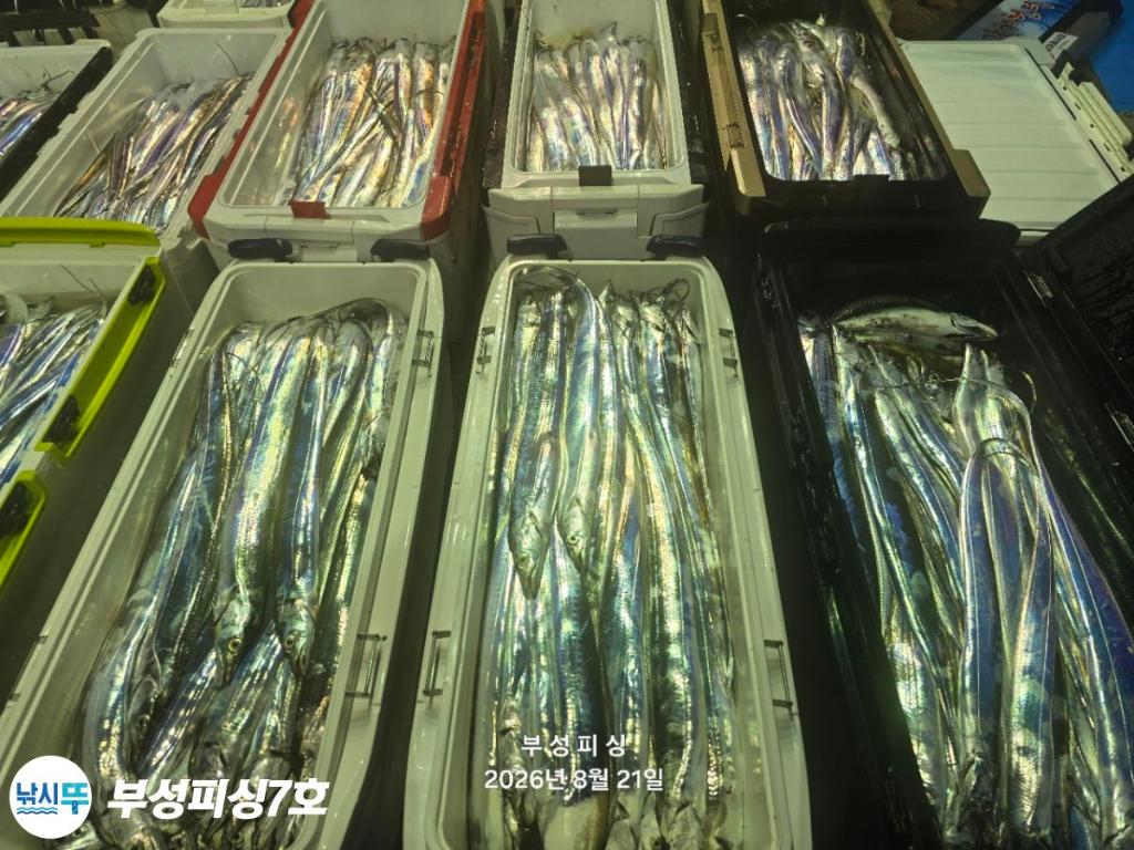 낚시뚜,갈치,통영영운리항,부성피싱7호,낚시뚜29