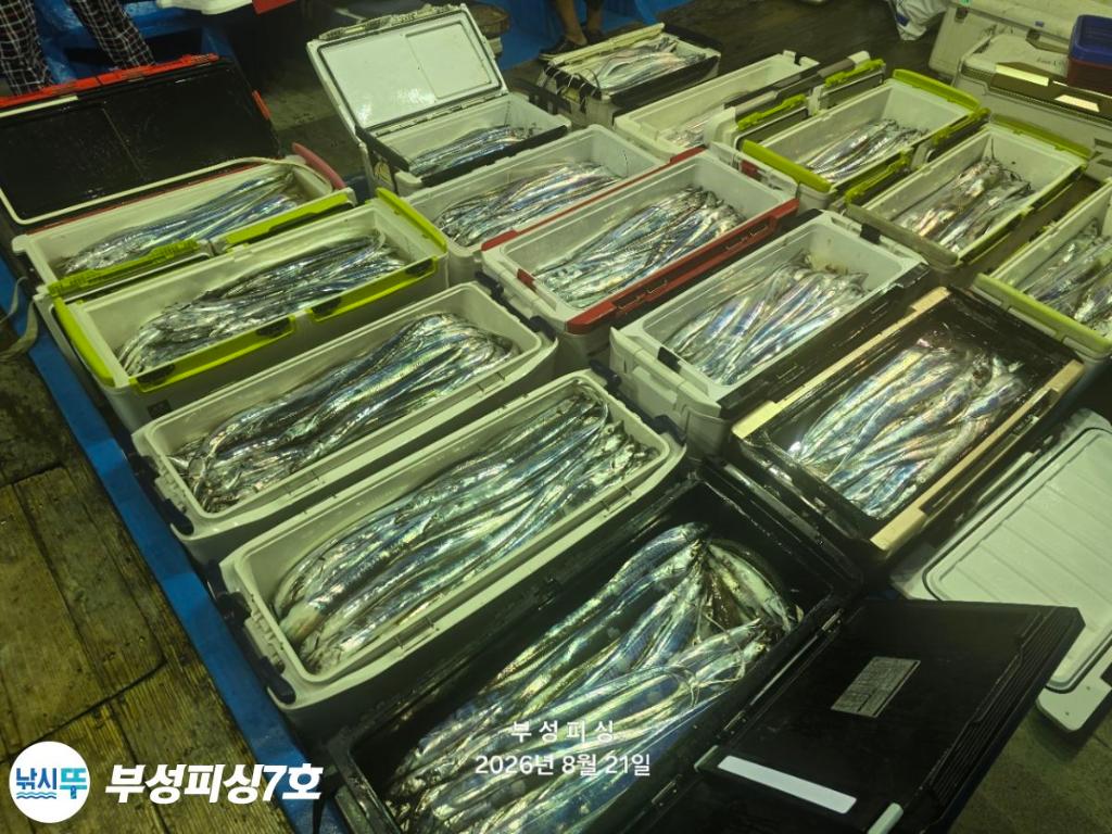 낚시뚜,갈치,통영영운리항,부성피싱7호,낚시뚜28