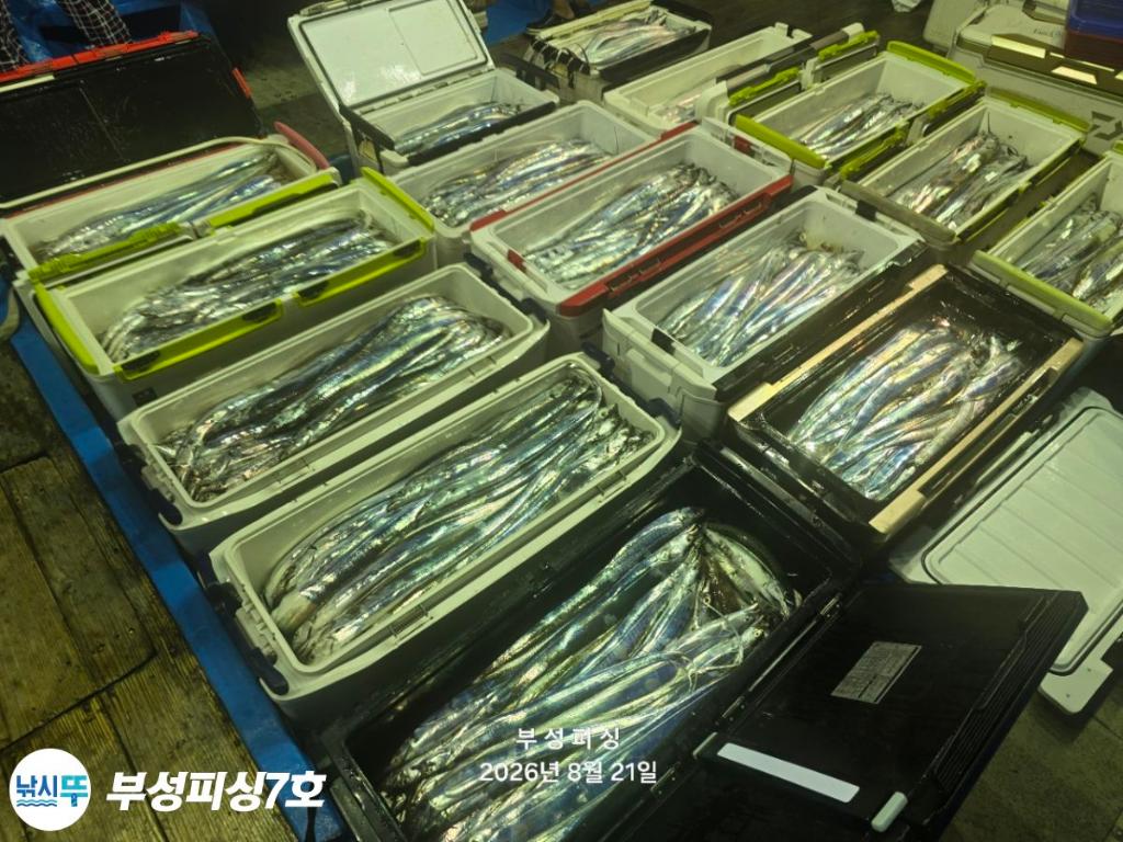낚시뚜,갈치,통영영운리항,부성피싱7호,낚시뚜27