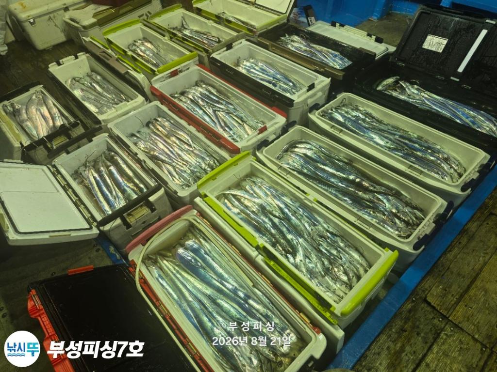 낚시뚜,갈치,통영영운리항,부성피싱7호,낚시뚜26
