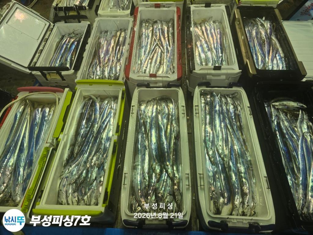 낚시뚜,갈치,통영영운리항,부성피싱7호,낚시뚜24