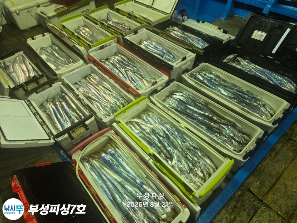 낚시뚜,갈치,통영영운리항,부성피싱7호,낚시뚜25
