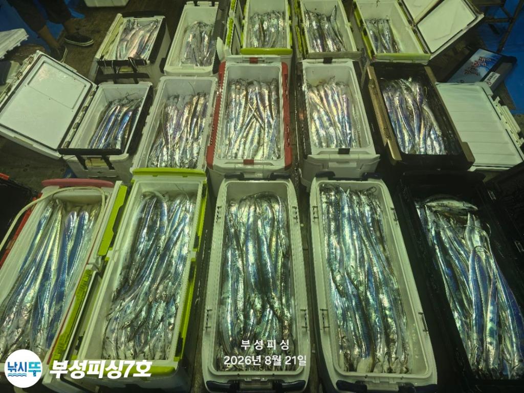 낚시뚜,갈치,통영영운리항,부성피싱7호,낚시뚜23