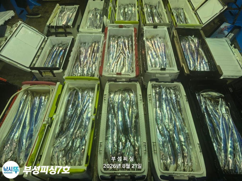 낚시뚜,갈치,통영영운리항,부성피싱7호,낚시뚜22