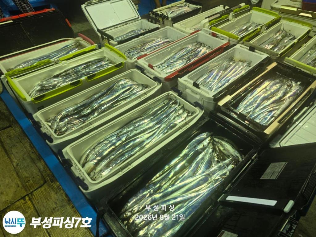 낚시뚜,갈치,통영영운리항,부성피싱7호,낚시뚜2