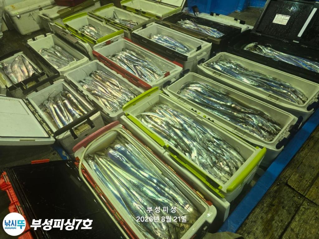 낚시뚜,갈치,통영영운리항,부성피싱7호,낚시뚜1