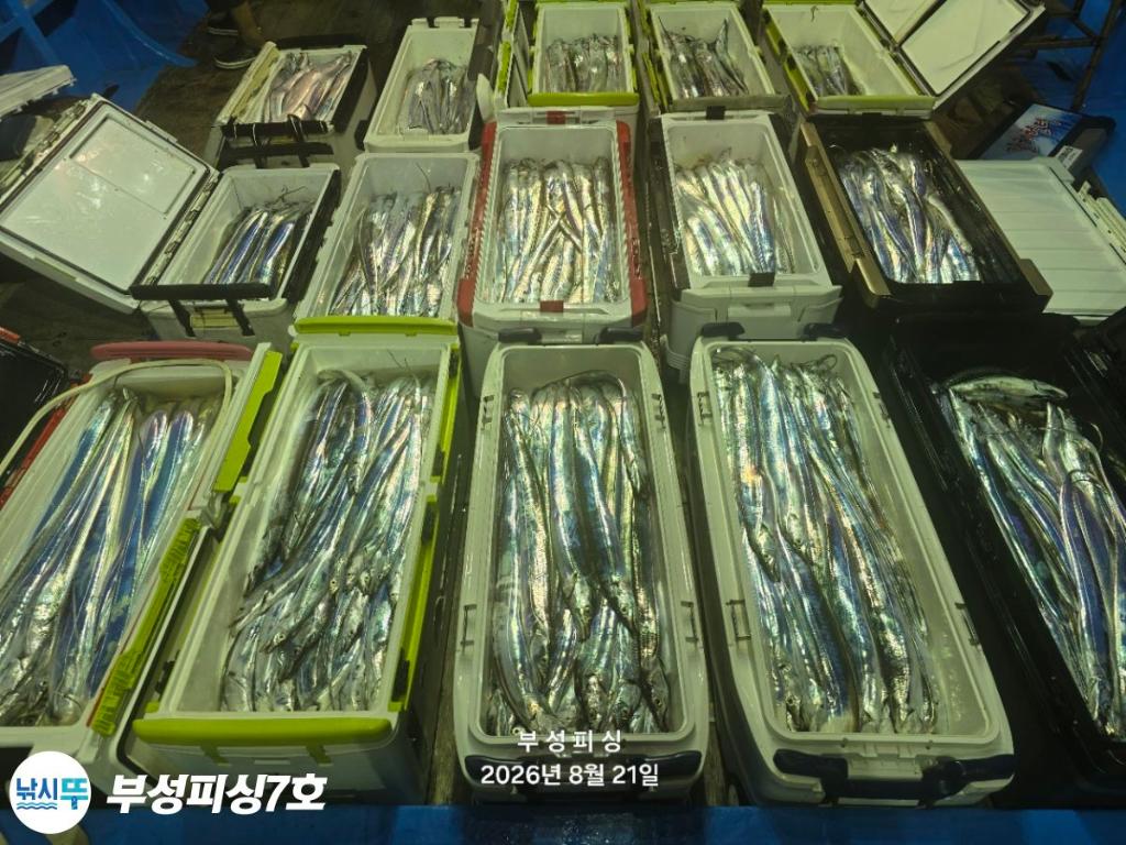 낚시뚜,갈치,통영영운리항,부성피싱7호,낚시뚜0