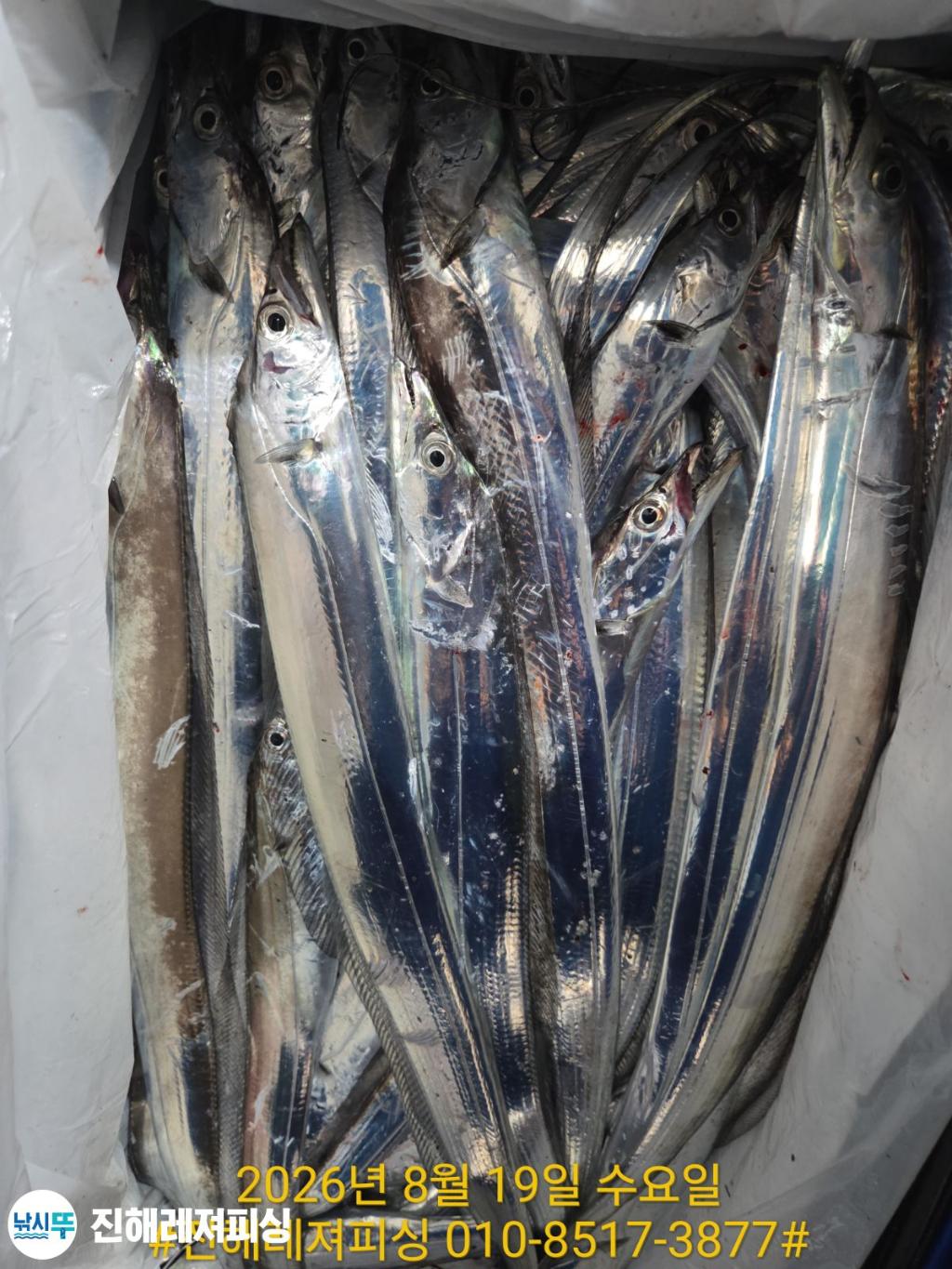 낚시뚜,갈치,진해1부두항,진해레져피싱,낚시뚜29