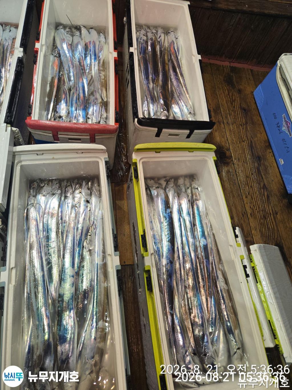 낚시뚜,갈치,통영영운리항,뉴무지개호,낚시뚜13