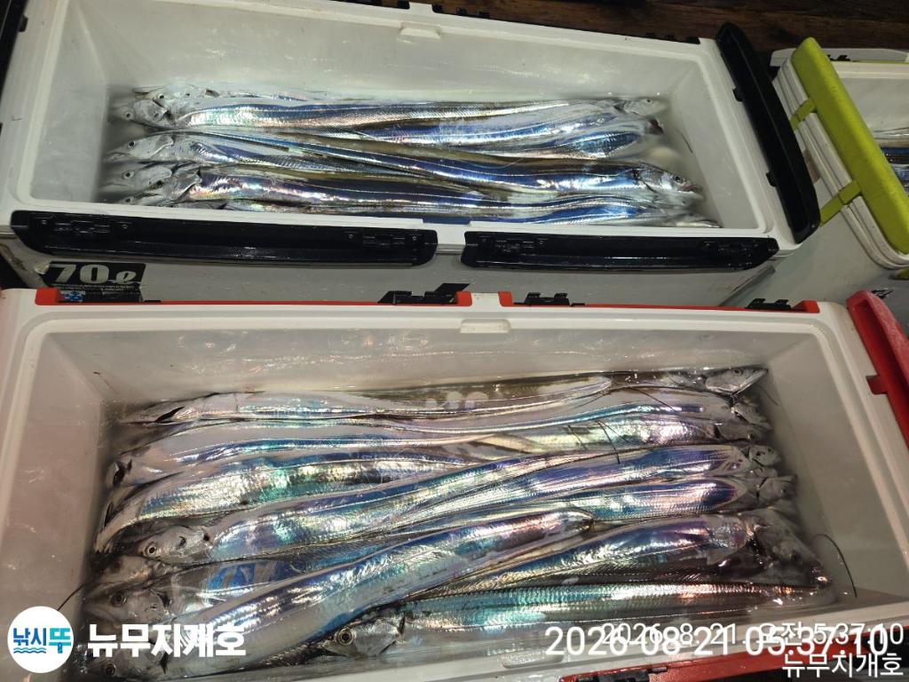 낚시뚜,갈치,통영영운리항,뉴무지개호,낚시뚜11