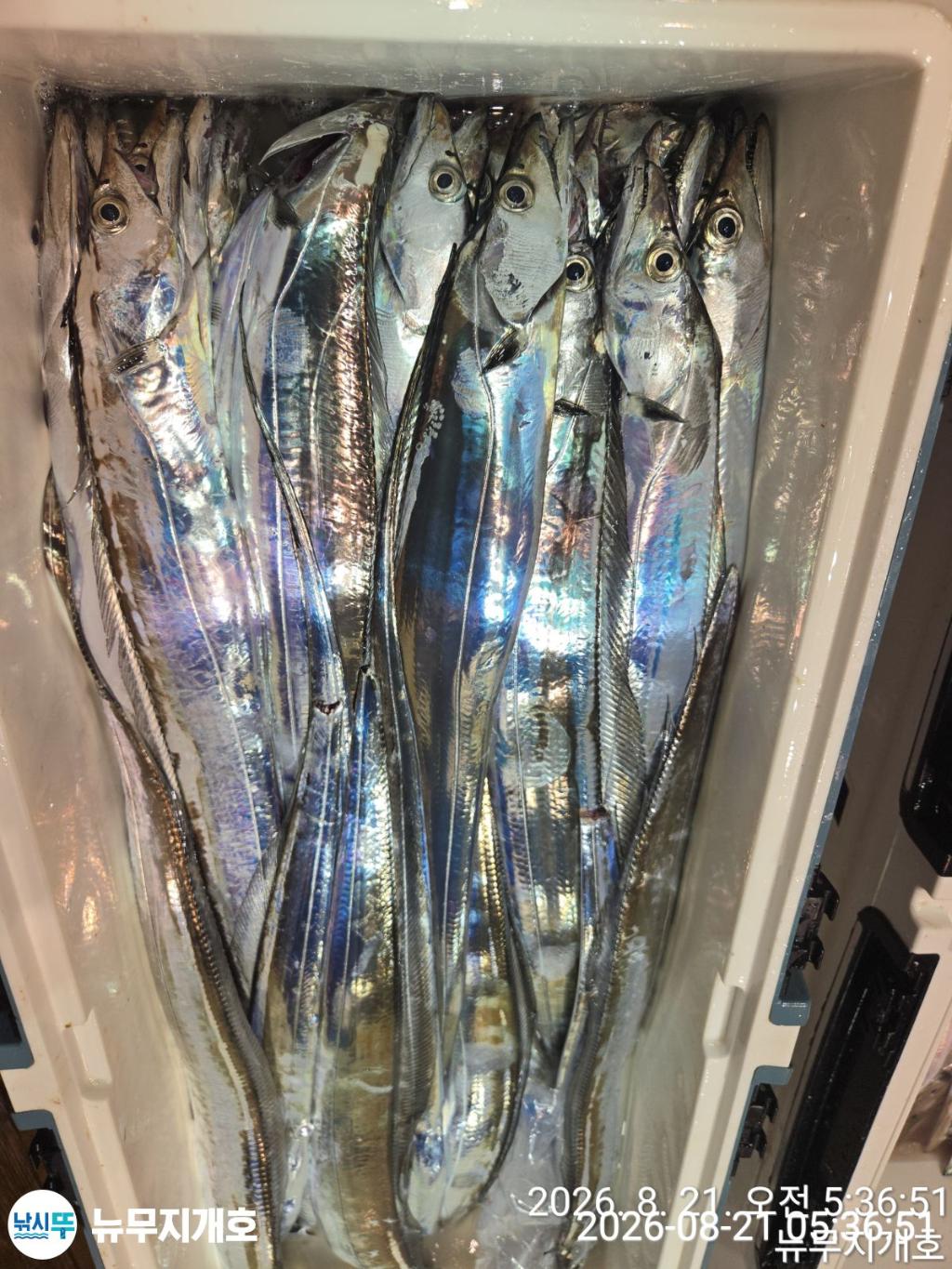 낚시뚜,갈치,통영영운리항,뉴무지개호,낚시뚜10