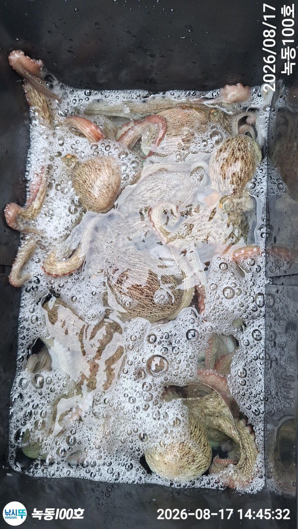 낚시뚜,돌문어,녹동항,녹동100호,낚시뚜5