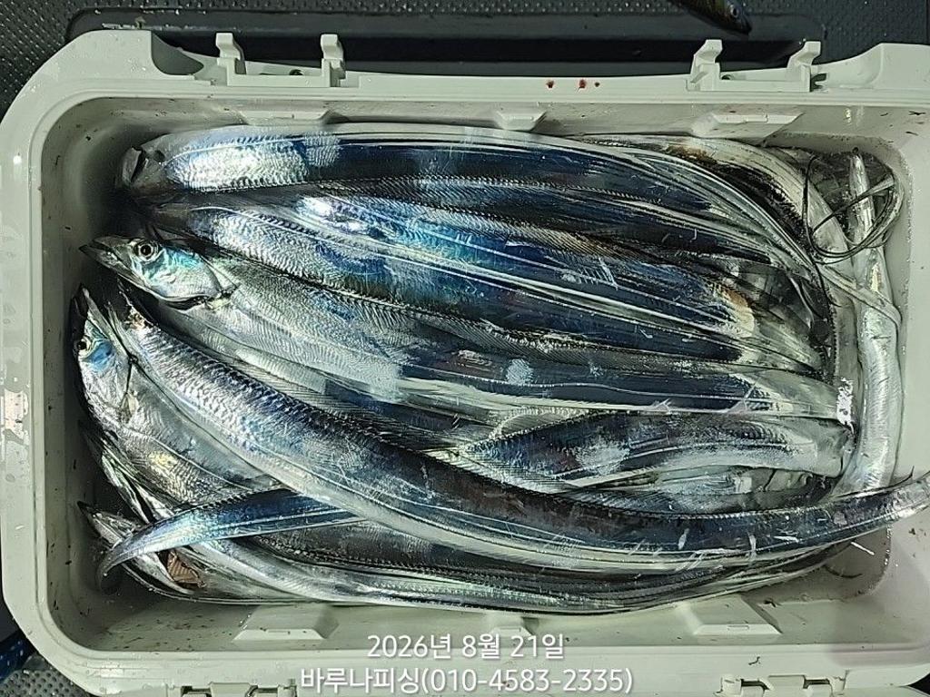 낚시뚜,갈치,속천항(진해),바루나피싱,낚시뚜5
