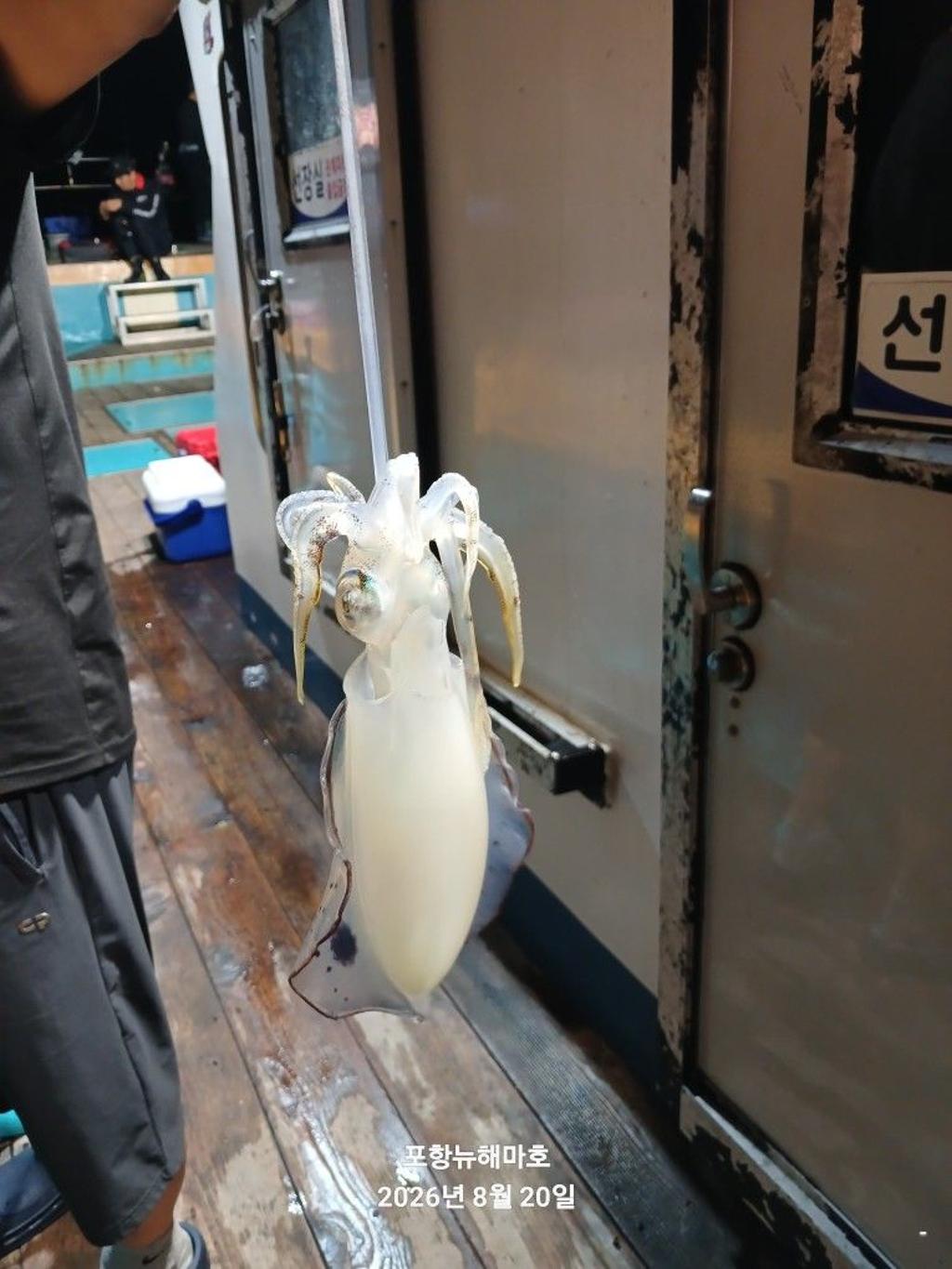 낚시뚜,무늬오징어,영일만항,뉴해마호,낚시뚜15