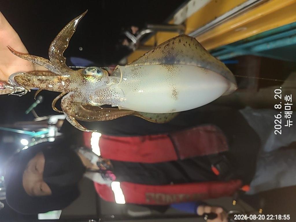 낚시뚜,무늬오징어,영일만항,뉴해마호,낚시뚜14