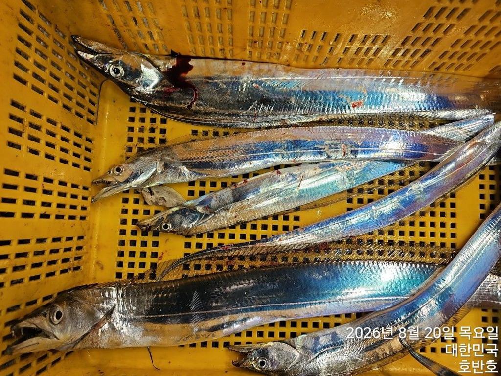낚시뚜,갈치,통영 신전항,통영호반호,낚시뚜29