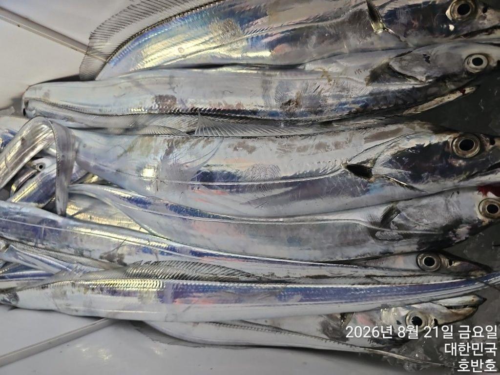 낚시뚜,갈치,통영 신전항,통영호반호,낚시뚜27