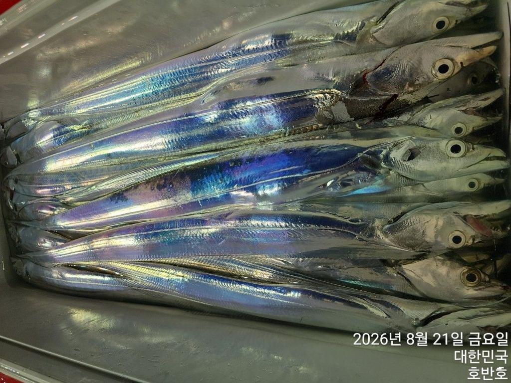 낚시뚜,갈치,통영 신전항,통영호반호,낚시뚜14