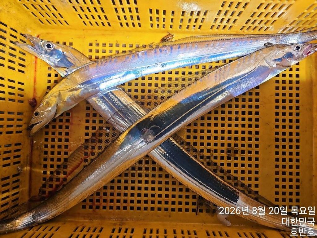 낚시뚜,갈치,통영 신전항,통영호반호,낚시뚜13