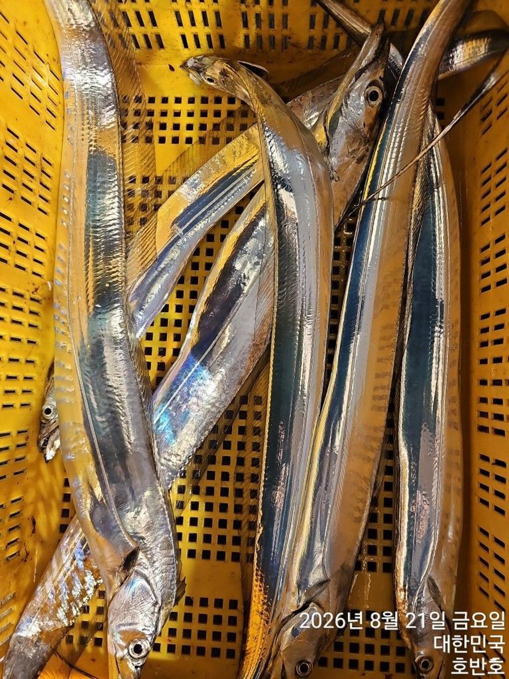 낚시뚜,갈치,통영 신전항,통영호반호,낚시뚜12