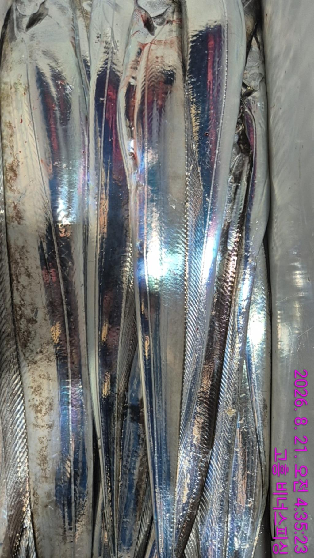 낚시뚜,,녹동항,비너스피싱,낚시뚜17