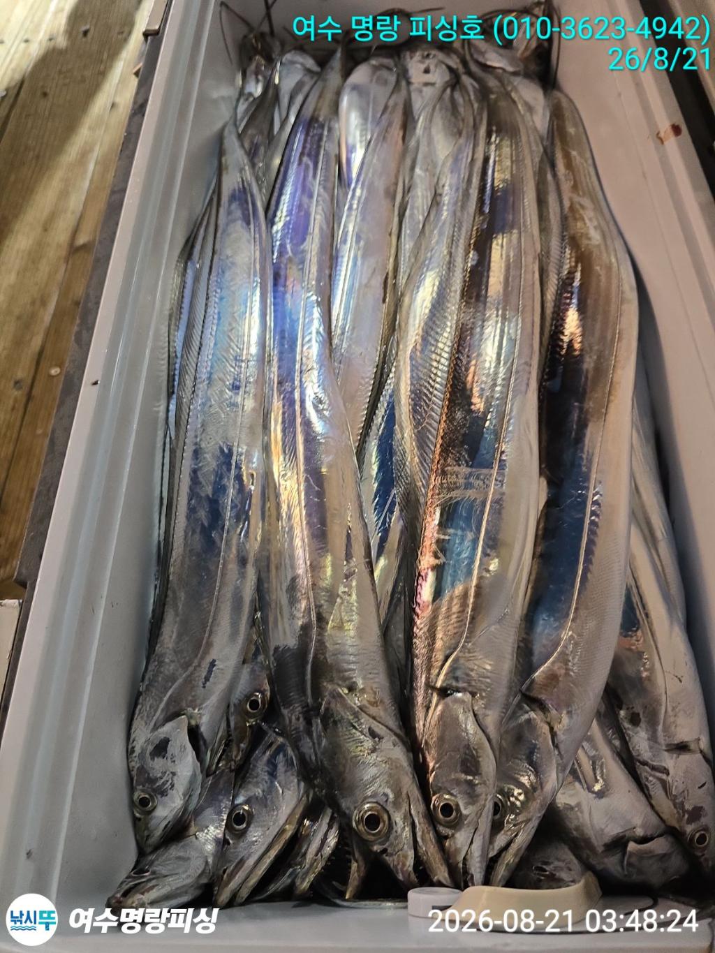 낚시뚜,갈치,국동항,여수명랑피싱,낚시뚜4