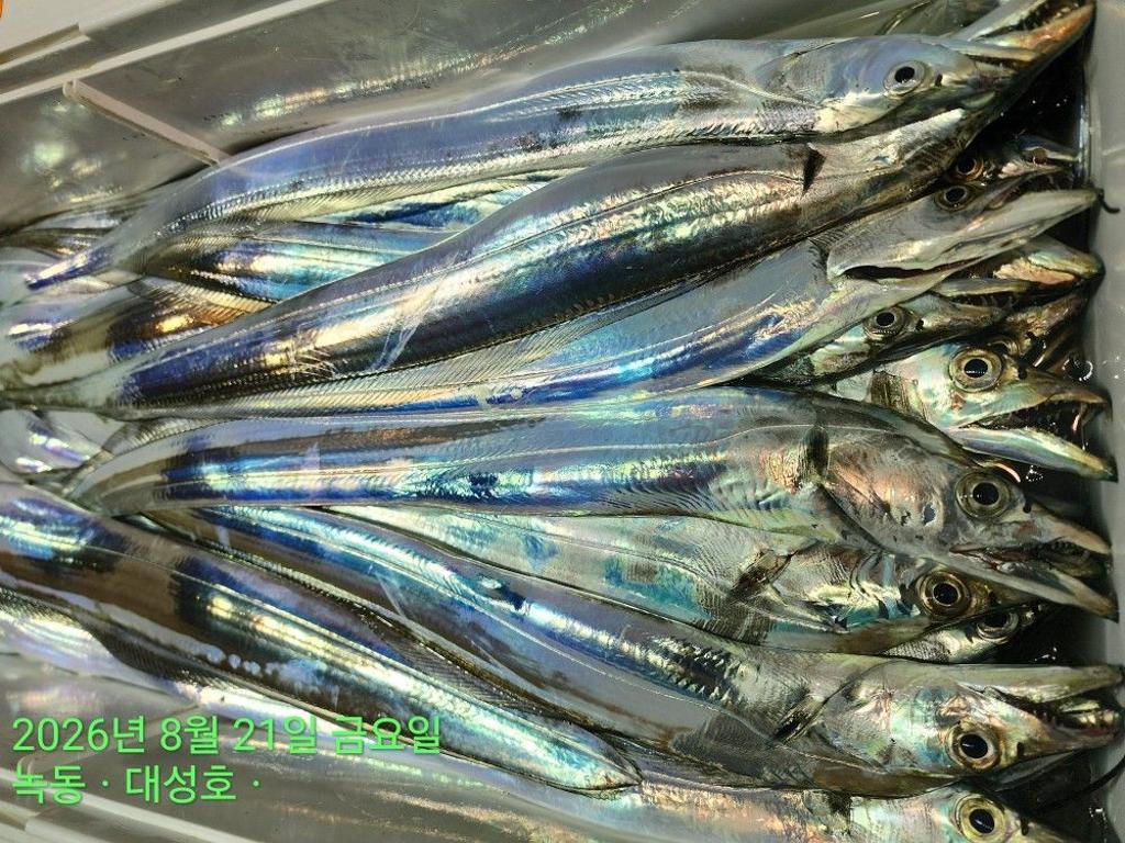 낚시뚜,갈치,녹동항,녹동대성호,낚시뚜86