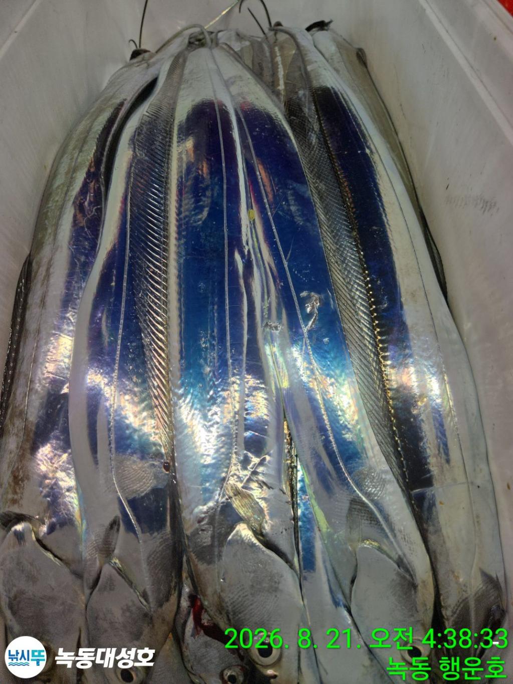 낚시뚜,갈치,녹동항,녹동대성호,낚시뚜81