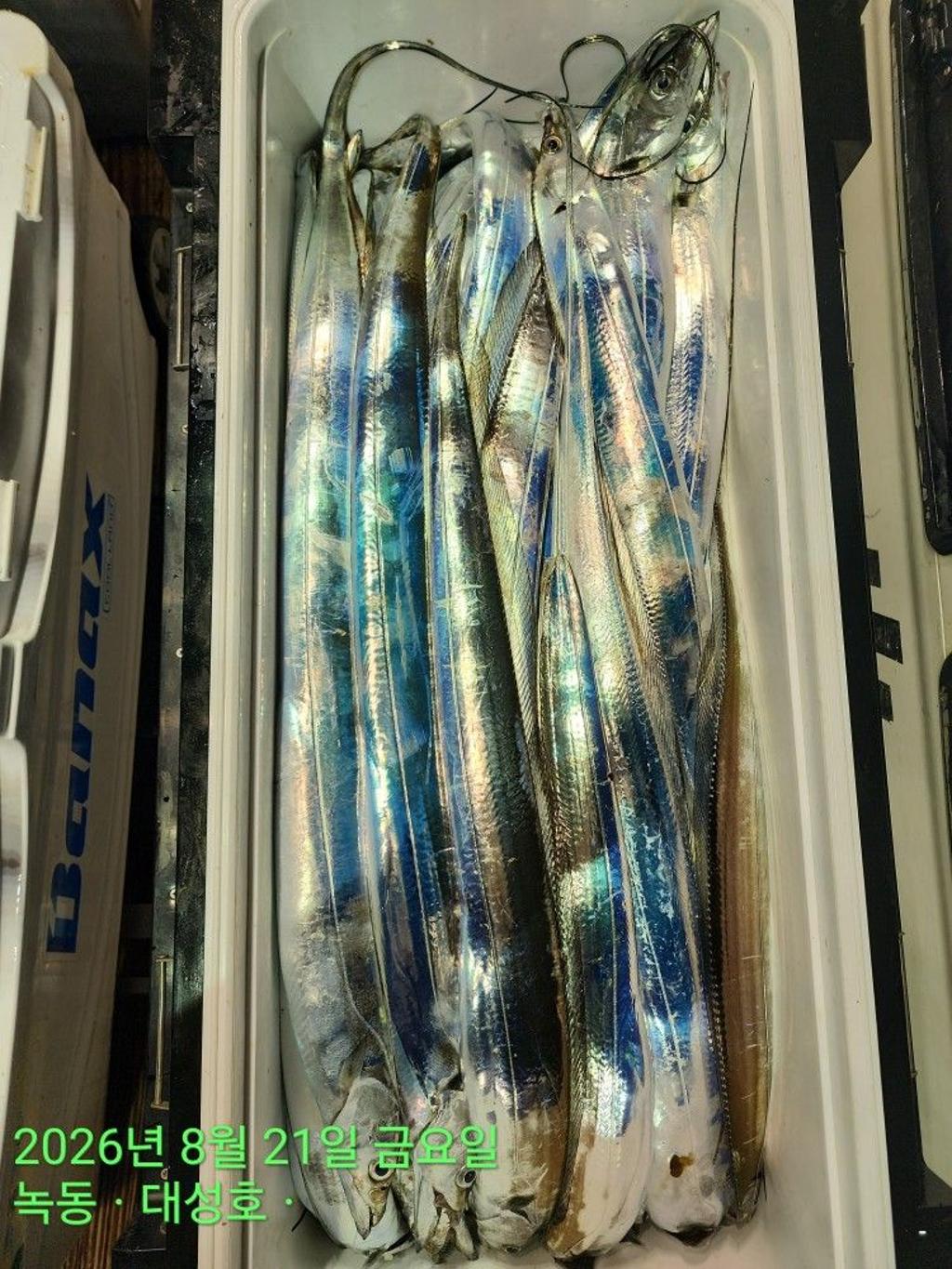 낚시뚜,갈치,녹동항,녹동대성호,낚시뚜63
