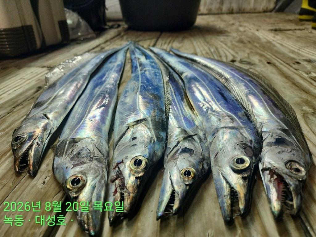낚시뚜,갈치,녹동항,녹동대성호,낚시뚜41