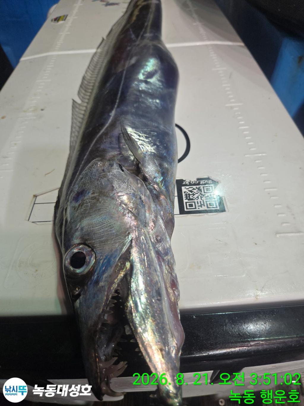 낚시뚜,갈치,녹동항,녹동대성호,낚시뚜40