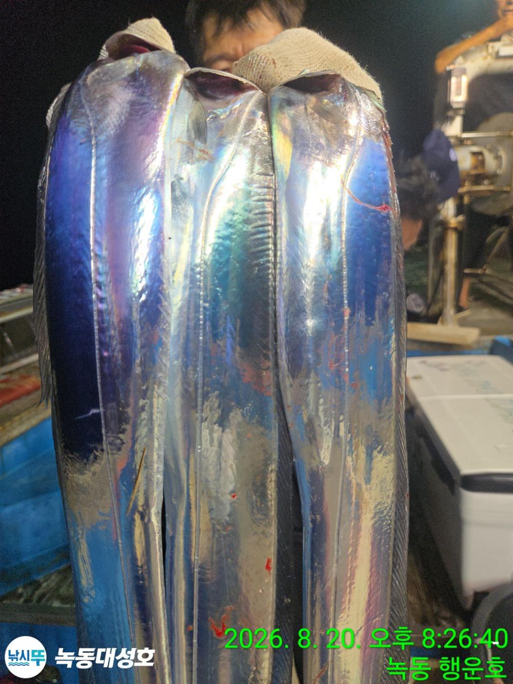 낚시뚜,갈치,녹동항,녹동대성호,낚시뚜22