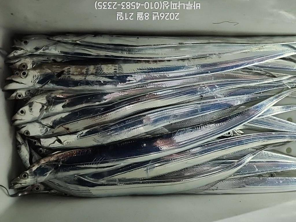 낚시뚜,갈치,속천항(진해),바루나피싱,낚시뚜7
