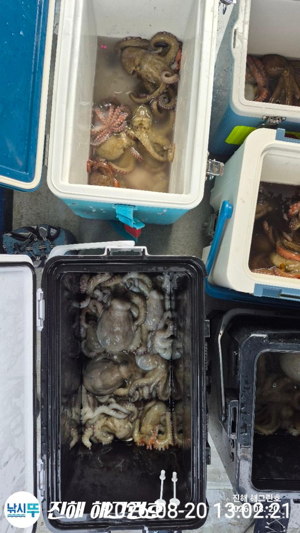 낚시뚜,돌문어,삼포항,진해 해그린호,낚시뚜24