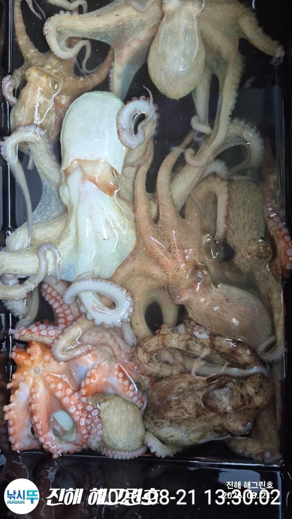 낚시뚜,돌문어,삼포항,진해 해그린호,낚시뚜15