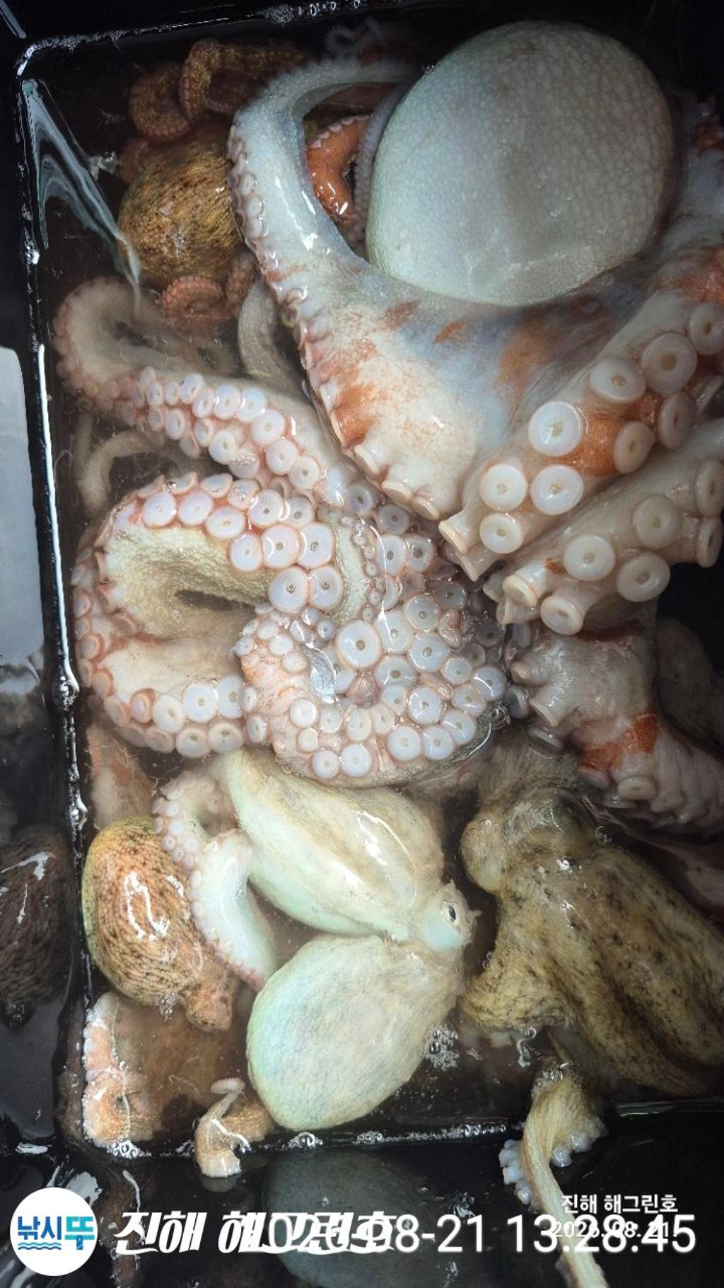 낚시뚜,돌문어,삼포항,진해 해그린호,낚시뚜13