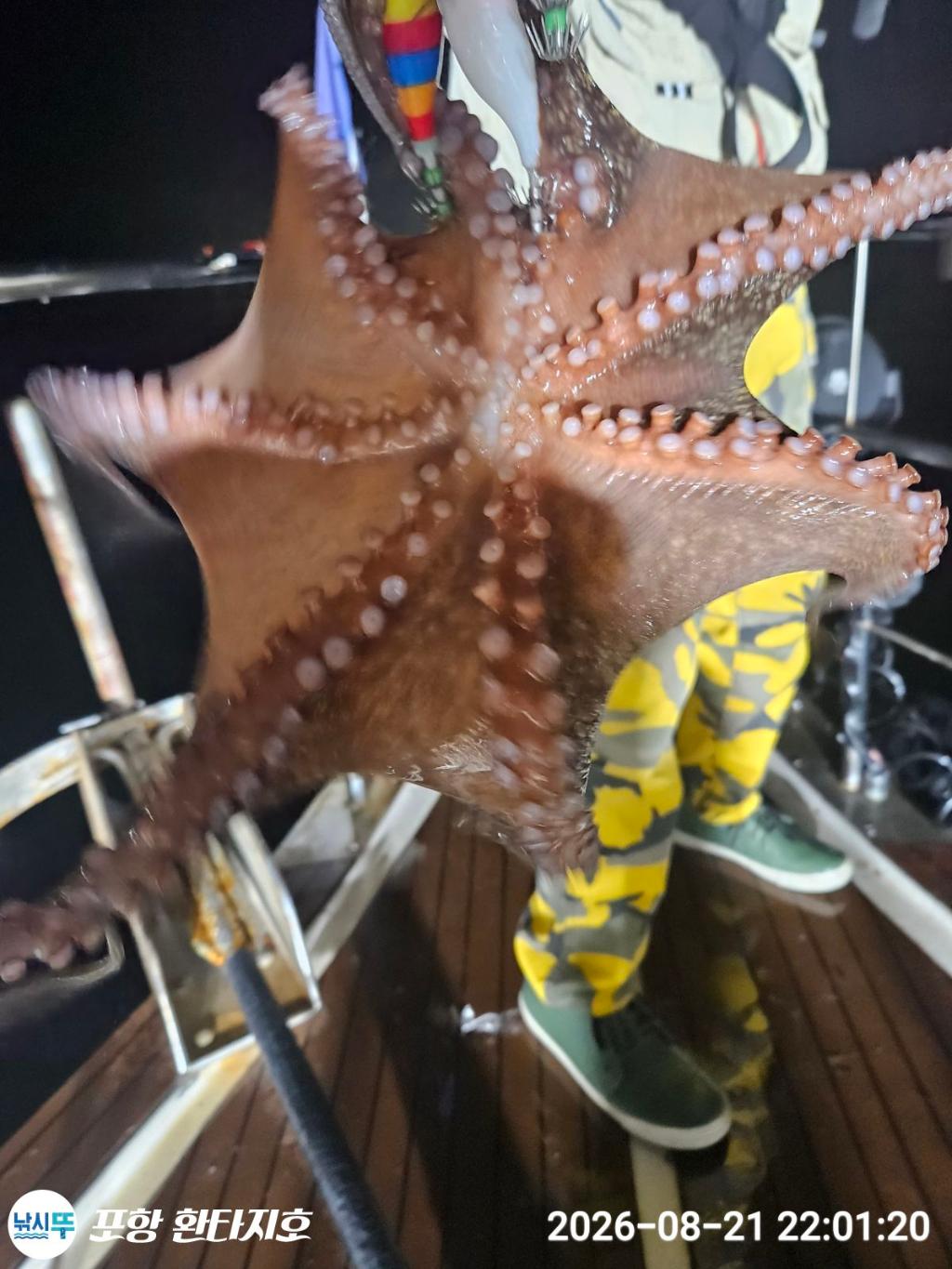 낚시뚜,돌문어,포항 동빈항,포항 환타지호,낚시뚜6