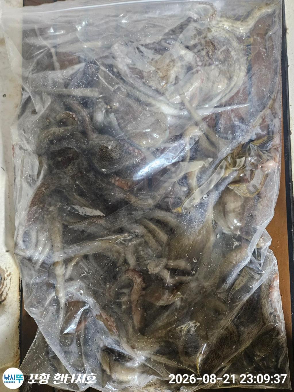 낚시뚜,돌문어,포항 동빈항,포항 환타지호,낚시뚜3