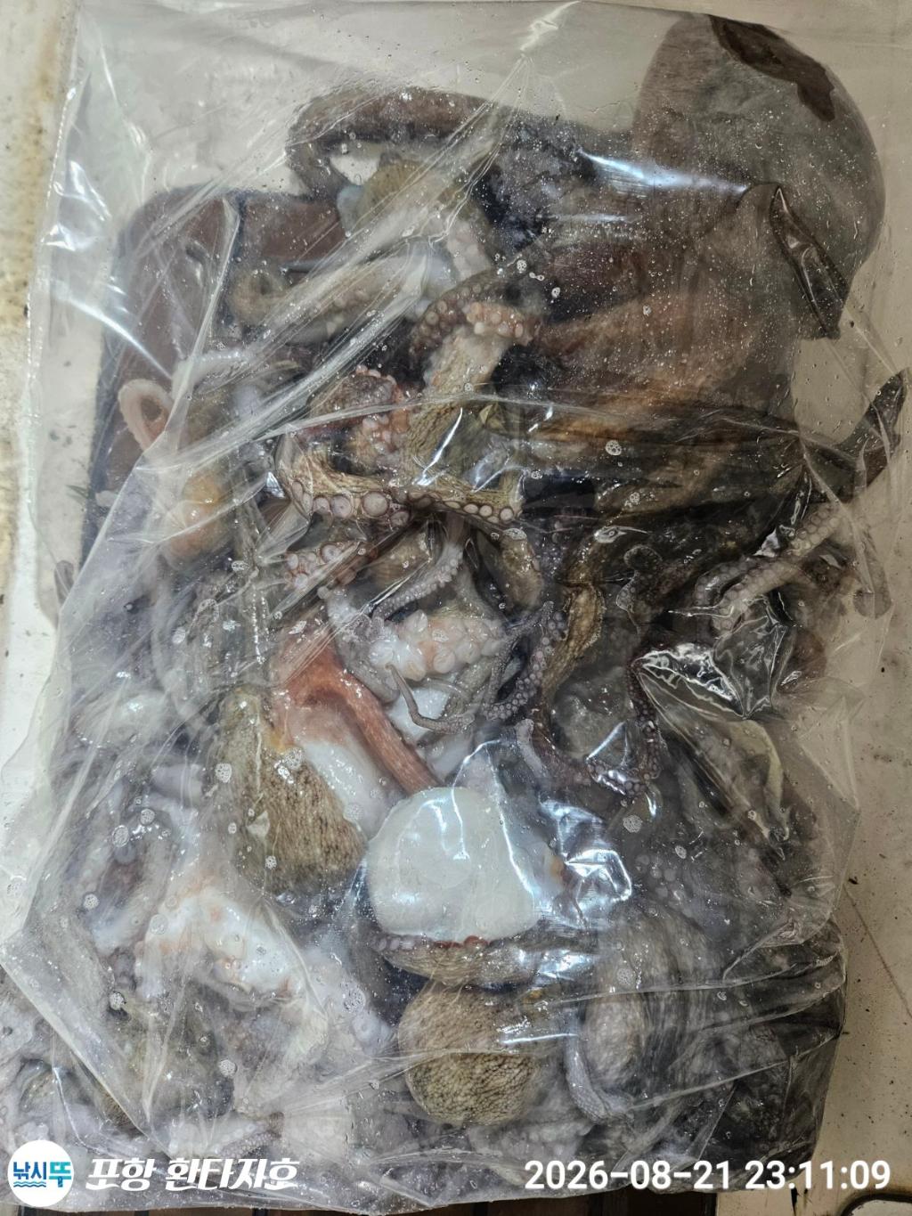 낚시뚜,돌문어,포항 동빈항,포항 환타지호,낚시뚜2