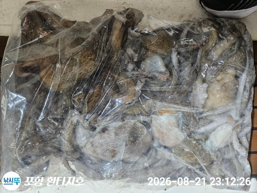 낚시뚜,돌문어,포항 동빈항,포항 환타지호,낚시뚜0