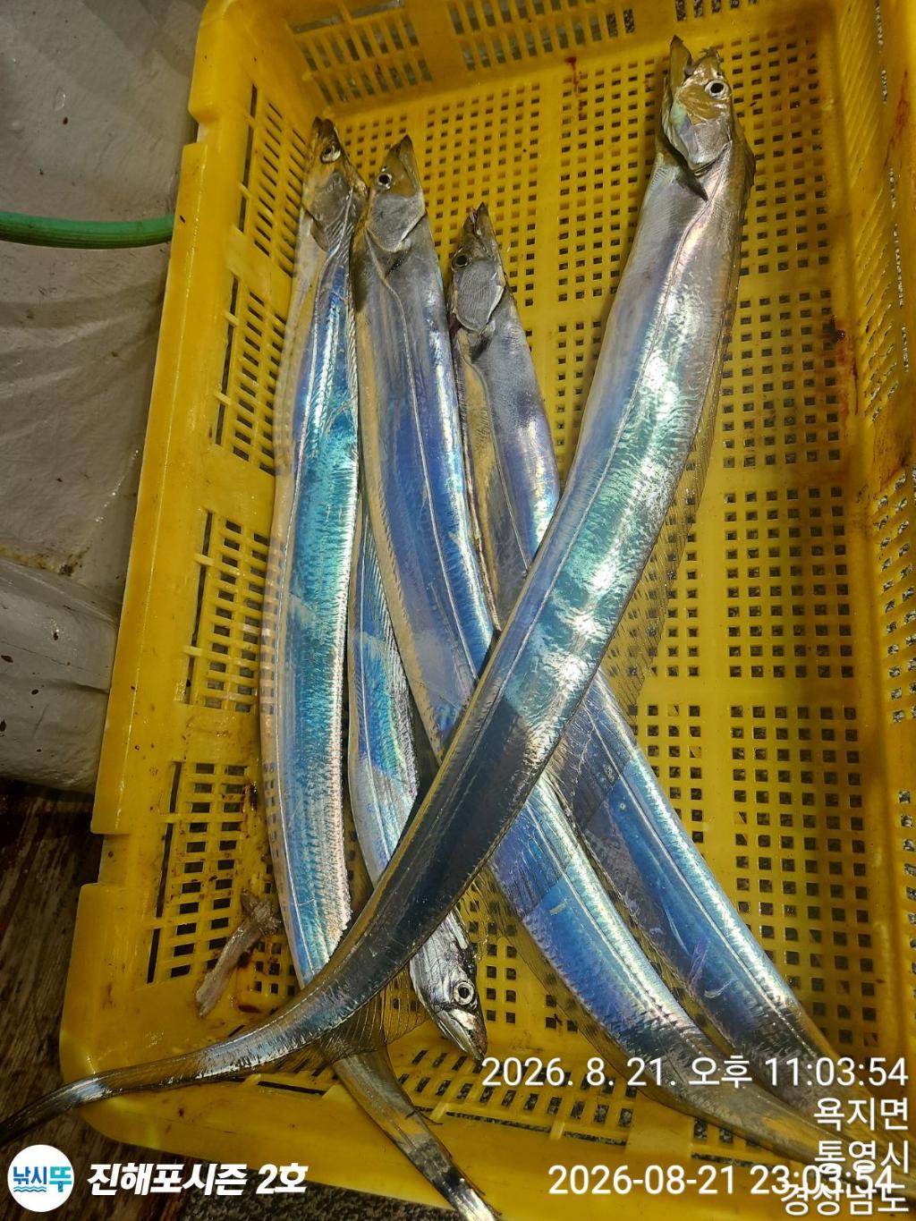 낚시뚜,갈치,진해행암항,진해포시즌 2호,낚시뚜17